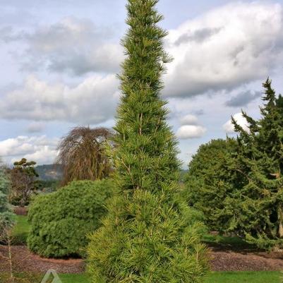 Sciadopitys verticillata Joe Kozey