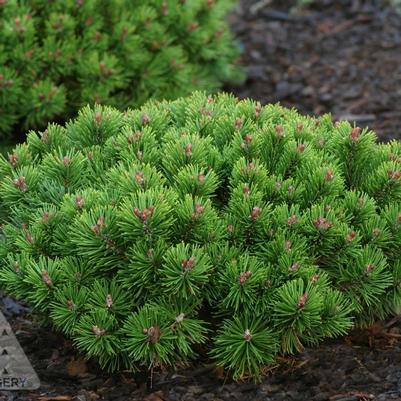 Pinus mugo Teeny