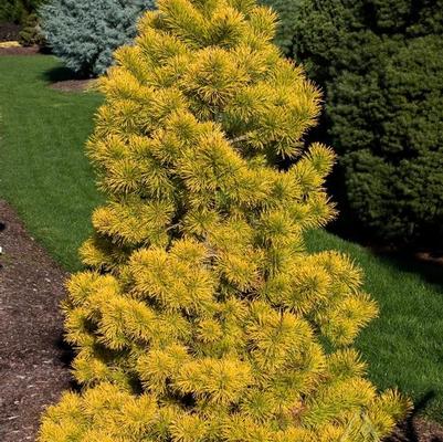 Pinus contorta var. latifolia Chief Joseph