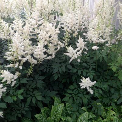 Astilbe arendsii Diamond