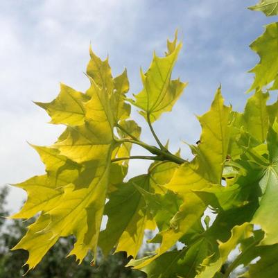 Acer platanoides Princeton Gold