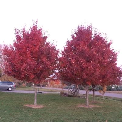 Acer rubrum Brandywine