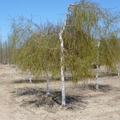 Betula pendula Youngii