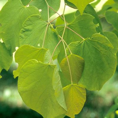 Cercis canadensis Hearts of Gold