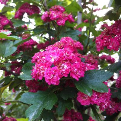 Crataegus laevigata Paul's Scarlet