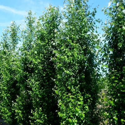 Populus x canascens Tower