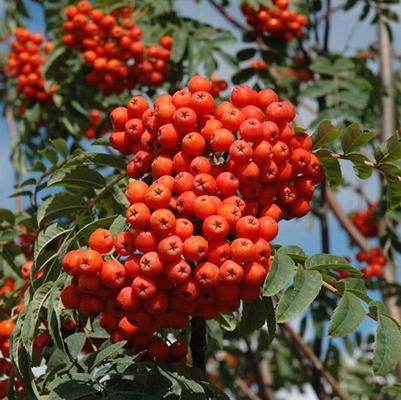 Sorbus aucuparia Rossica