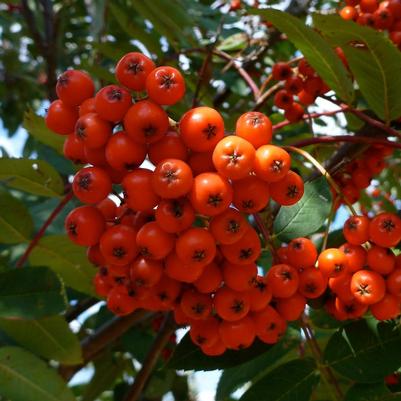 Sorbus decora 