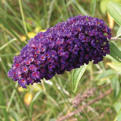 Buddleia davidii Black Knight