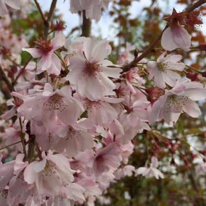 Prunus subhirtella Autumnalis