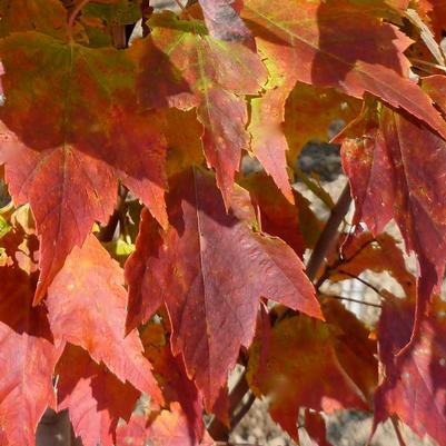 Acer rubrum Red Rocket