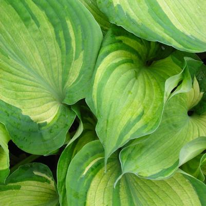 Hosta Guardian Angel