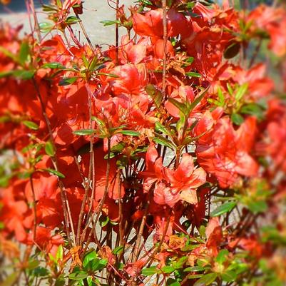 Azalea (Rhododendron) Stewartstonian