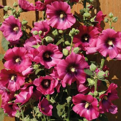 Alcea rosea Halo Series Cerise