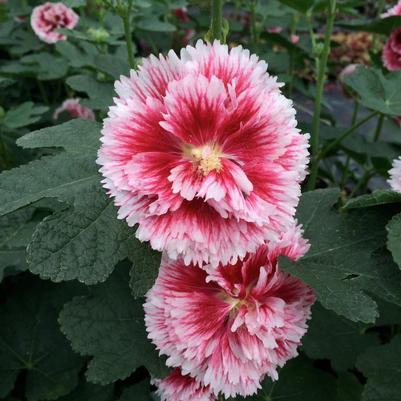 Alcea rosea Halo Series Fiesta Time