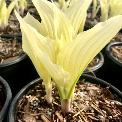 Hosta Zebra Stripes