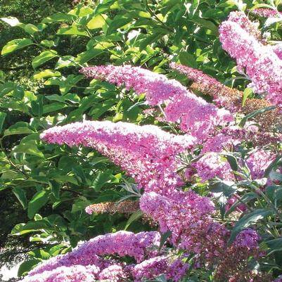 Buddleia davidii Pink Delight