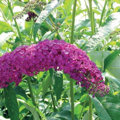 Buddleia davidii Royal Red