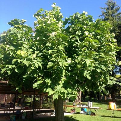 Catalpa bungei 