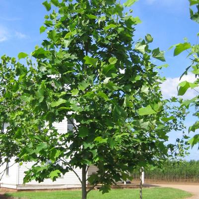 Liriodendron tulipifera JFS-Oz