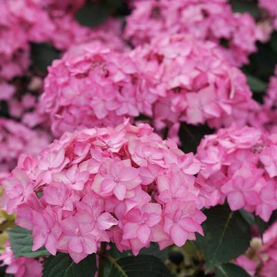 Hydrangea serrata SMNHSI