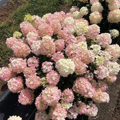 Hydrangea paniculata SMNHPK (Fire Light Tidbit® Hydrangea)