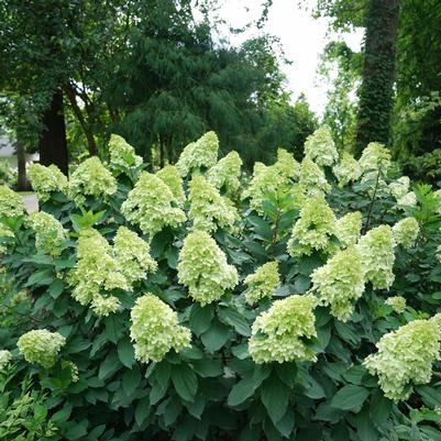 Hydrangea paniculata SMNHPPH