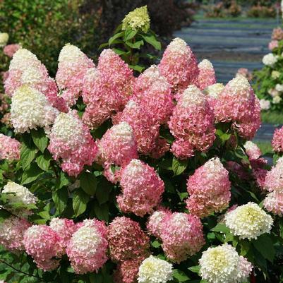 Hydrangea paniculata SMNHPM