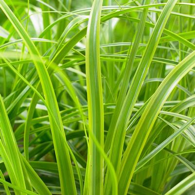 Carex oshimensis Evercolor® Everlime