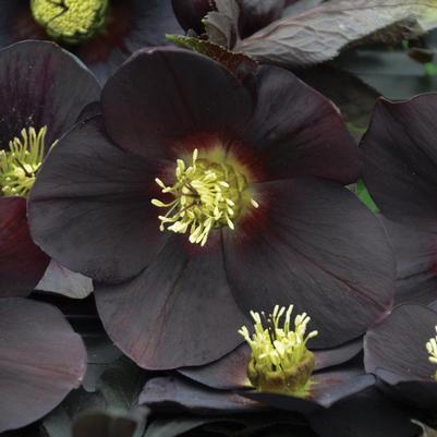 Helleborus x New York Night