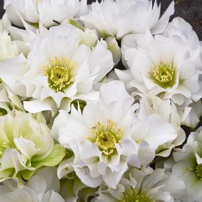 Helleborus x Wedding Bells