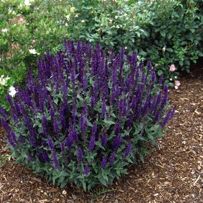 Salvia nemorosa Blaukoenigin