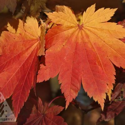 Acer japonicum Vitifolium