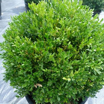 Buxus x Green Gem