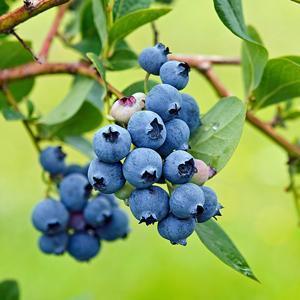 Blueberry Mini Blues