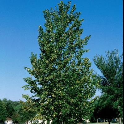 Tilia americana Boulevard
