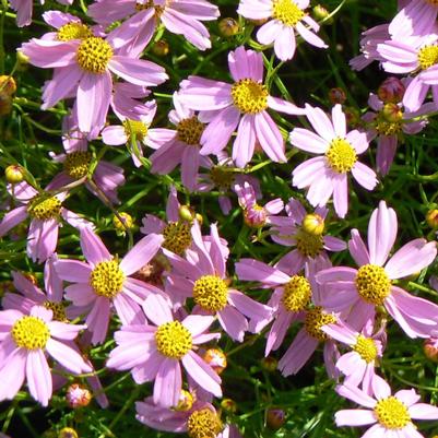 Coreopsis rosea American Dream