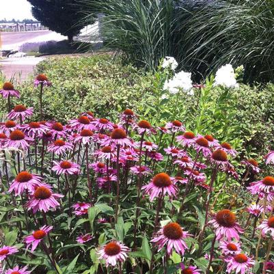 Echinacea purpurea Merlot