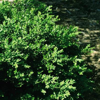 Buxus x Green Velvet