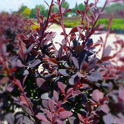 Berberis thunbergii Royal Cloak