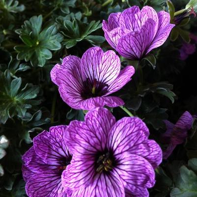 Geranium cinereum Ballerina