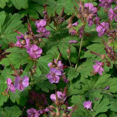 Geranium macrorrhizum 