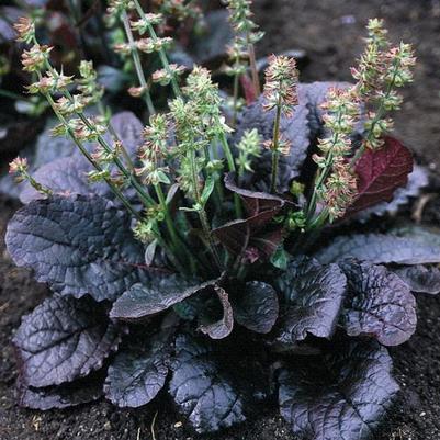 Salvia lyrata Purple Knockout
