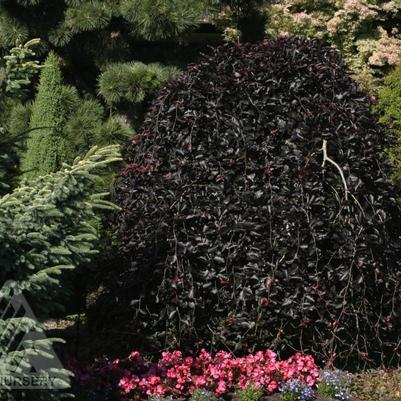 Fagus sylvatica Purpurea Pendula