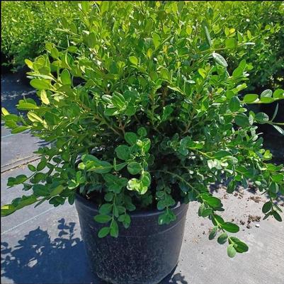 Buxus microphylla Winter Beauty