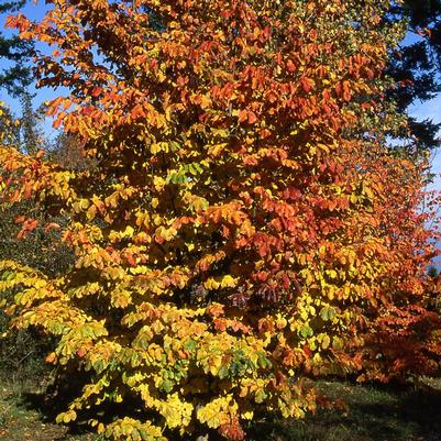 Parrotia persica 