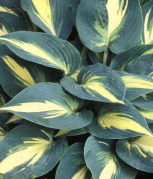 Hosta High Society