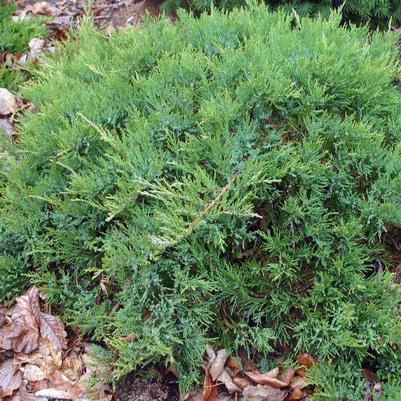 Juniperus sabina Broadmoor