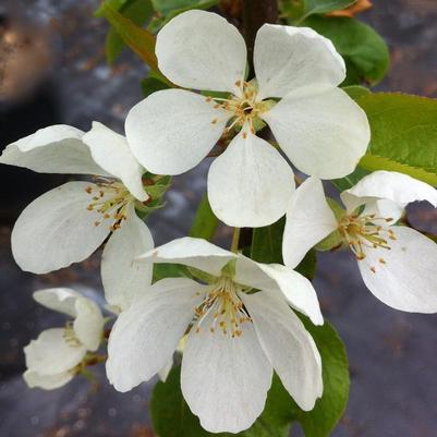 Malus baccata Columnaris