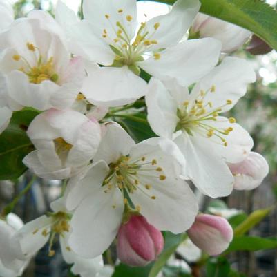 Malus Donald Wyman